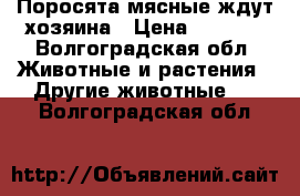 Поросята мясные ждут хозяина › Цена ­ 2 000 - Волгоградская обл. Животные и растения » Другие животные   . Волгоградская обл.